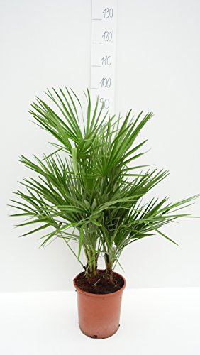 Palme, Chamaerops humilis, Zwergpalme - verschiedene Größen (80-90cm - Topf Ø 21cm)