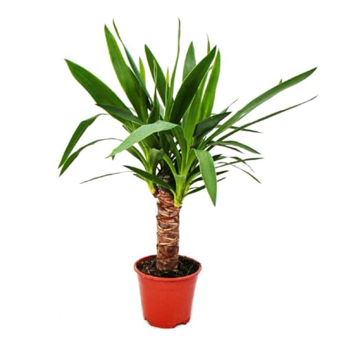 Exotenherz - Palmlilie - Yucca palme - 1 Pflanze - pflegeleicht - luftreinigend - 14cm Topf