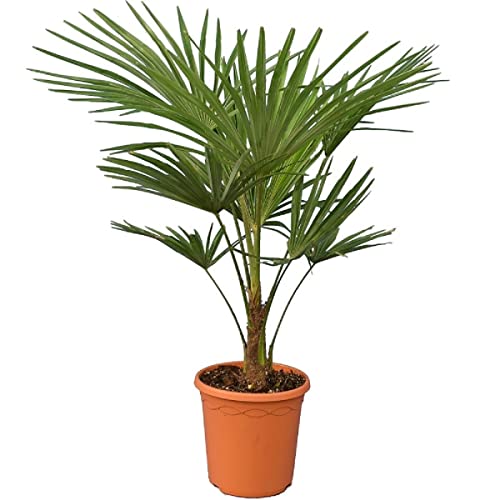 Trachycarpus fortunei, Palme, Hanfpalme Winterhart - Gesamthöhe:120-140cm Stamm 25-35 cm - Topf Ø...