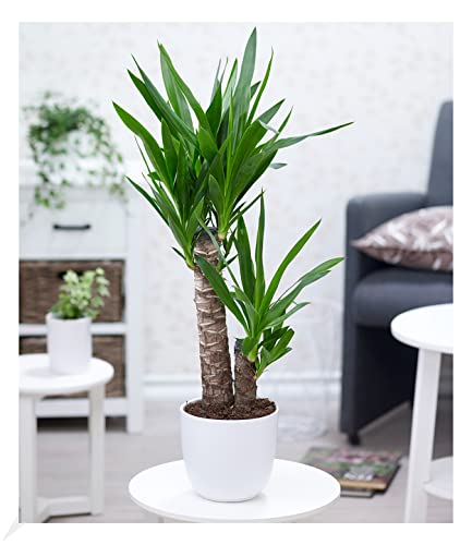 BALDUR Garten Yucca Palme ca. 65-75 cm hoch, 1 Pflanze, Zimmerpalme Palmlilie Zimmerpflanze,...
