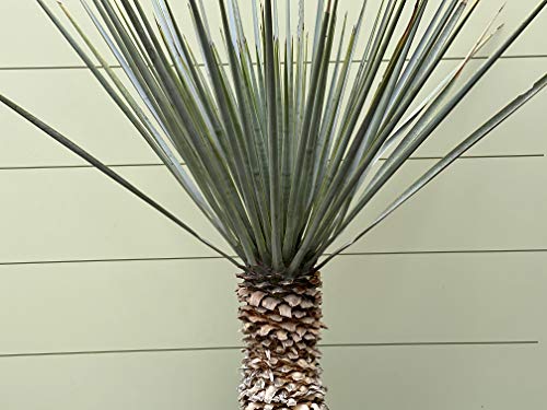 Tropictrees Yucca Rigida - 160 cm - Yucca -Winterhart