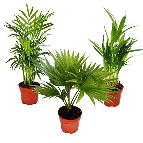 Exotenherz - Zimmerpalmen - 3er Set - Bergpalme (Chamaedorea) - Fächerpalme (Livistona) - Areca...