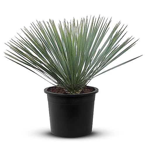 Tropictrees Schnabel-Yucca Rostrata mit Stamhöhe von 0-5 cm | Auffällige und dürreresistente...