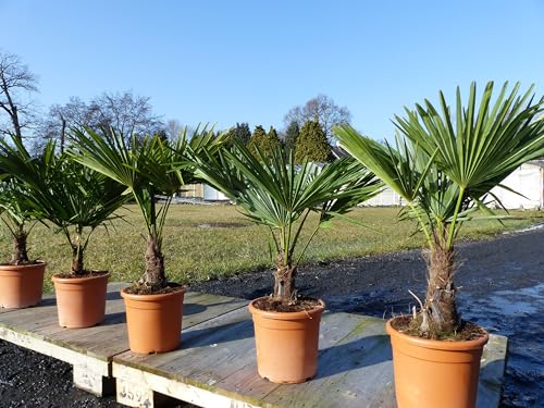 Hanfpalme 80-100 cm Palme Trachycarpus fortunei winterhart, Premiumqualität