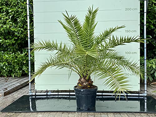 Tropictrees - Phönix Canariensis, Kanarische Dattelpalme, 180 cm