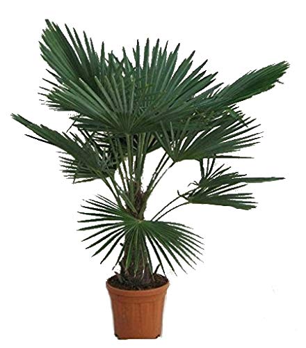 Winterharte Hanfpalme - Trachycarpus fortunei - 130-150cm Stamm 30-40cm im 17Ltr. Topf