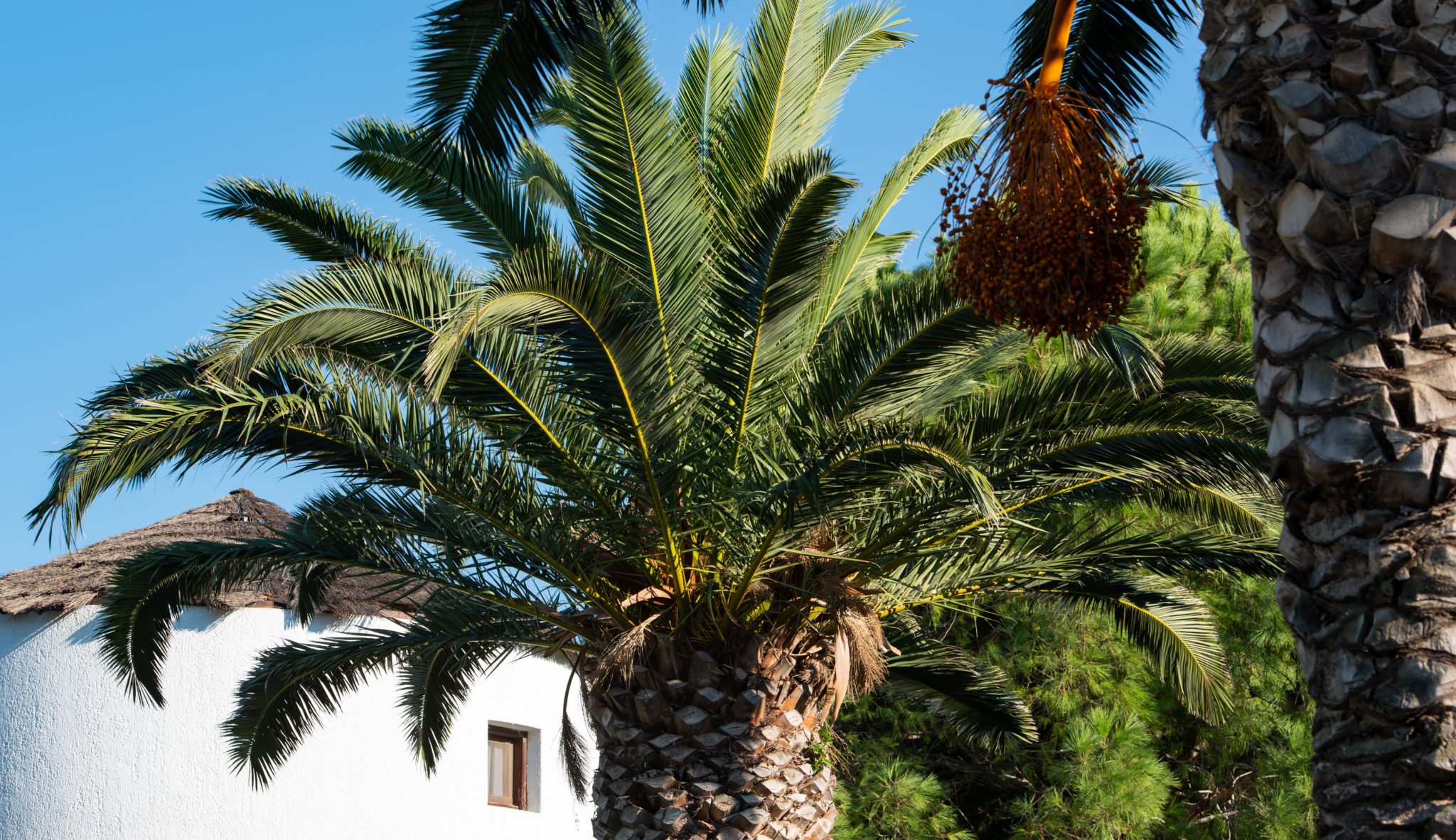 Palmenarten » Übersicht und Infos