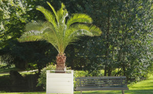 Bild einer Kanatischen Dattelpalme im Garten