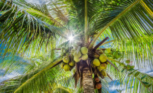 Bild der Wedel einer Kokospalme