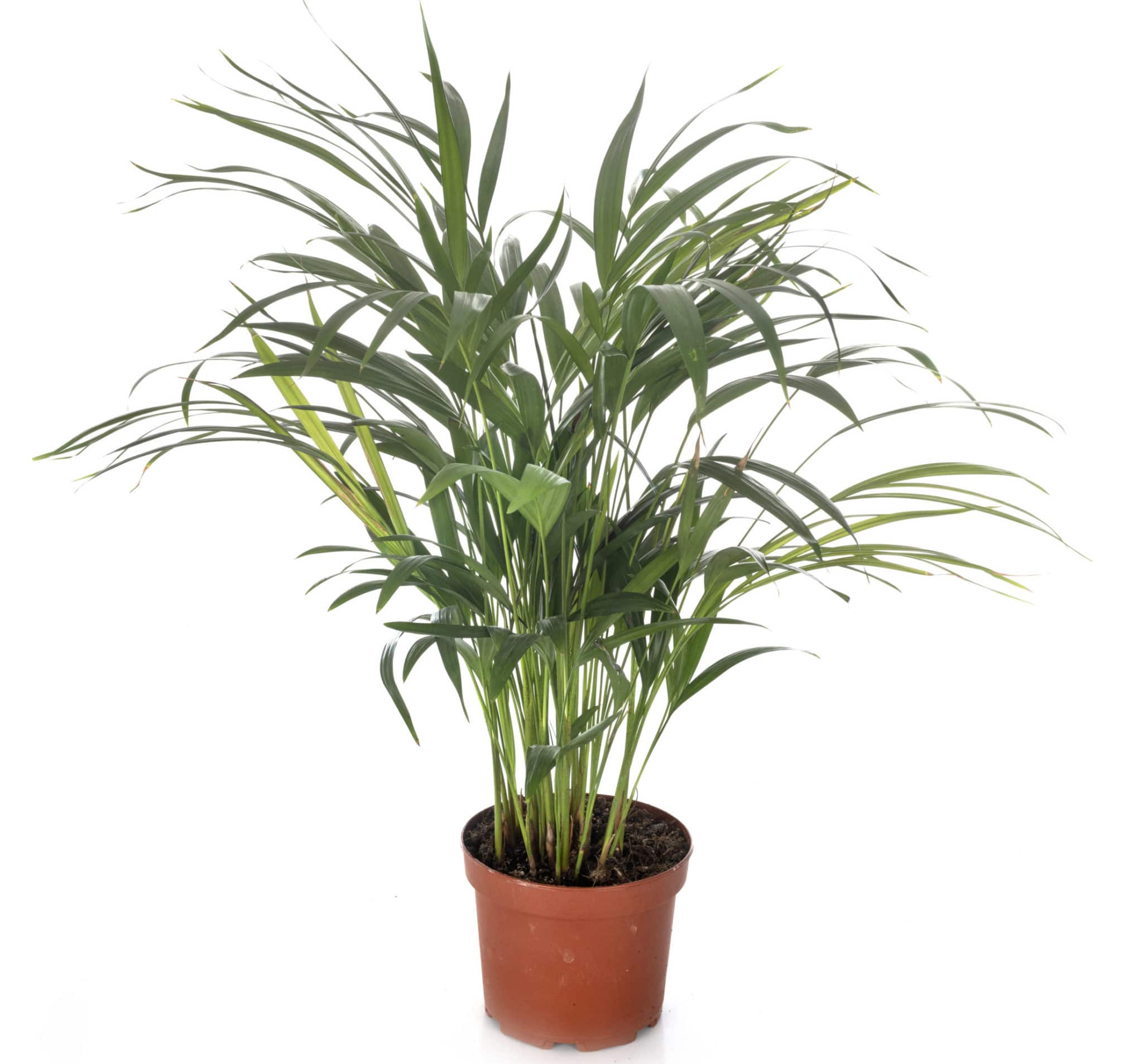 Kentiapalme (Howea forsteriana) pflegen » düngen, gießen, umtopfen & mehr