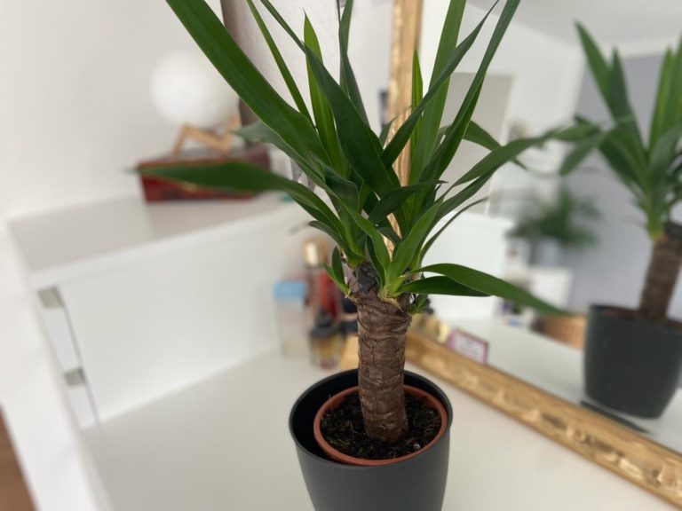 Yucca Palme umtopfen wann, wie und welche Erde?