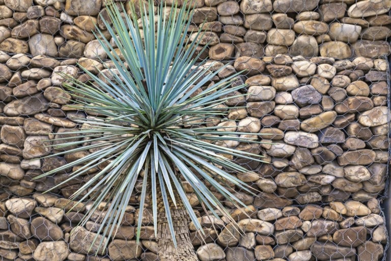 Yucca Palme umtopfen wann, wie und welche Erde?