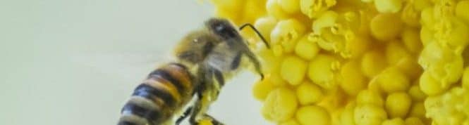 Biene sammelt Blüten von einer Hanfpalme