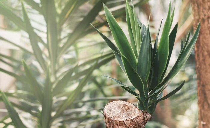 Yucca Palme umtopfen wann, wie und welche Erde?
