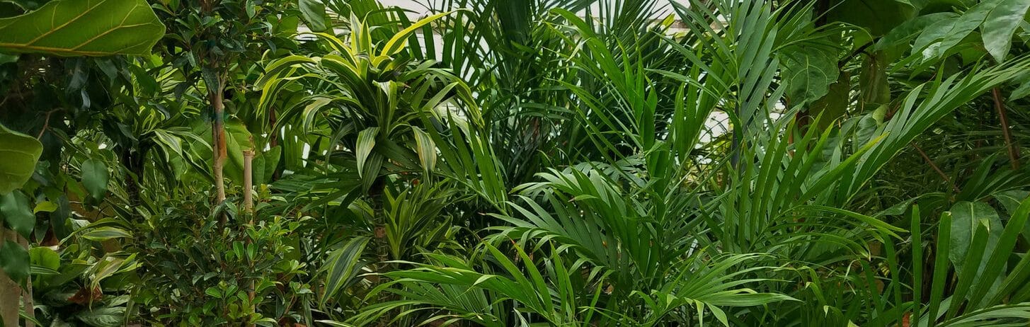 Palmenarten » Übersicht und Infos